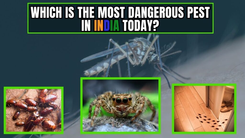 Which is the most dangerous pest in India today showing mosquito, cockroach, spider, and pest infestation inside a home